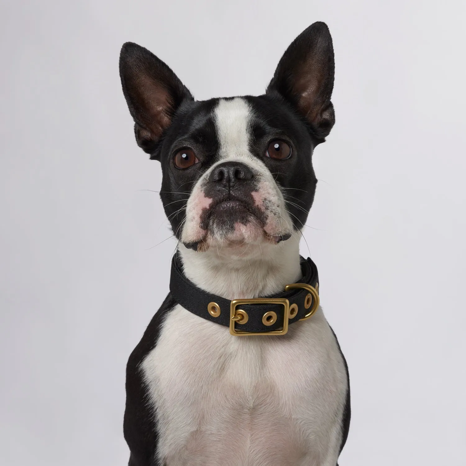 Animals In Charge Recycled Collar - Black