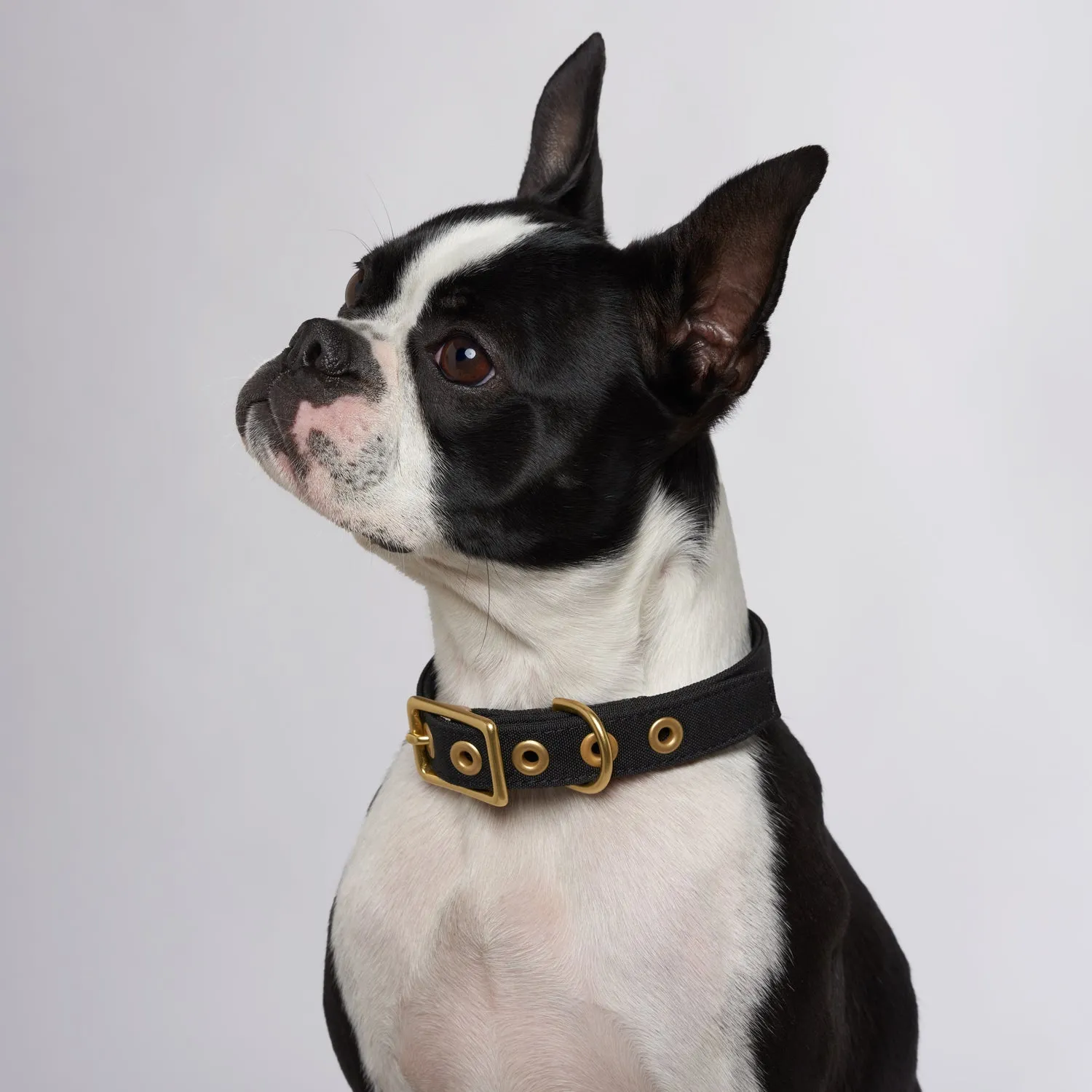 Animals In Charge Recycled Collar - Black