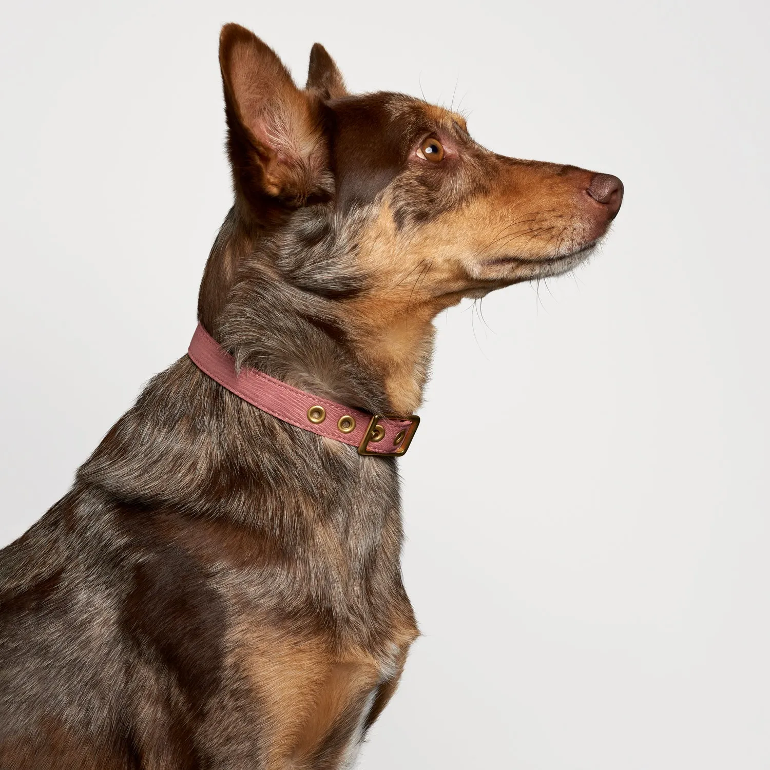 Animals In Charge Recycled Collar - Dusty Pink