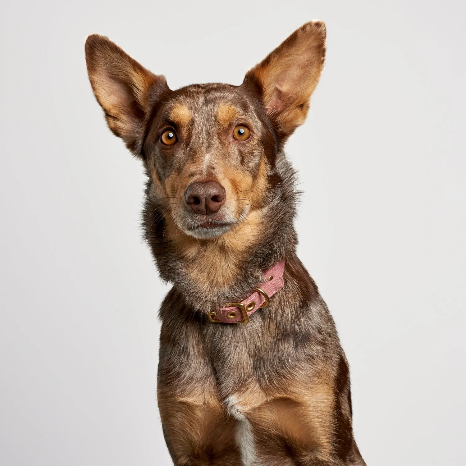 Animals In Charge Recycled Collar - Dusty Pink