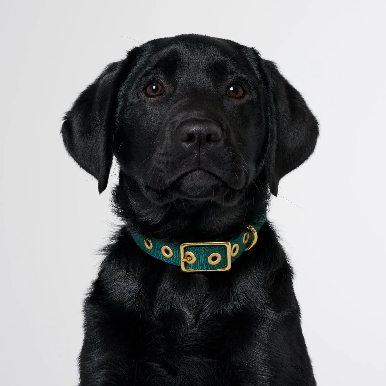 Animals In Charge Recycled Collar - Forest Green