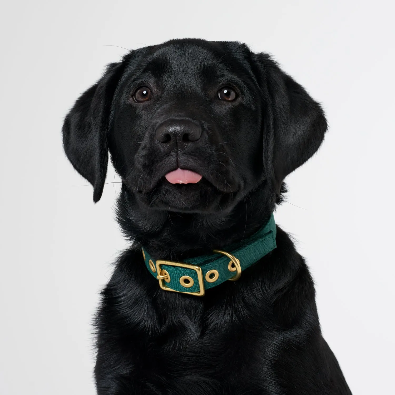 Animals In Charge Recycled Collar - Forest Green