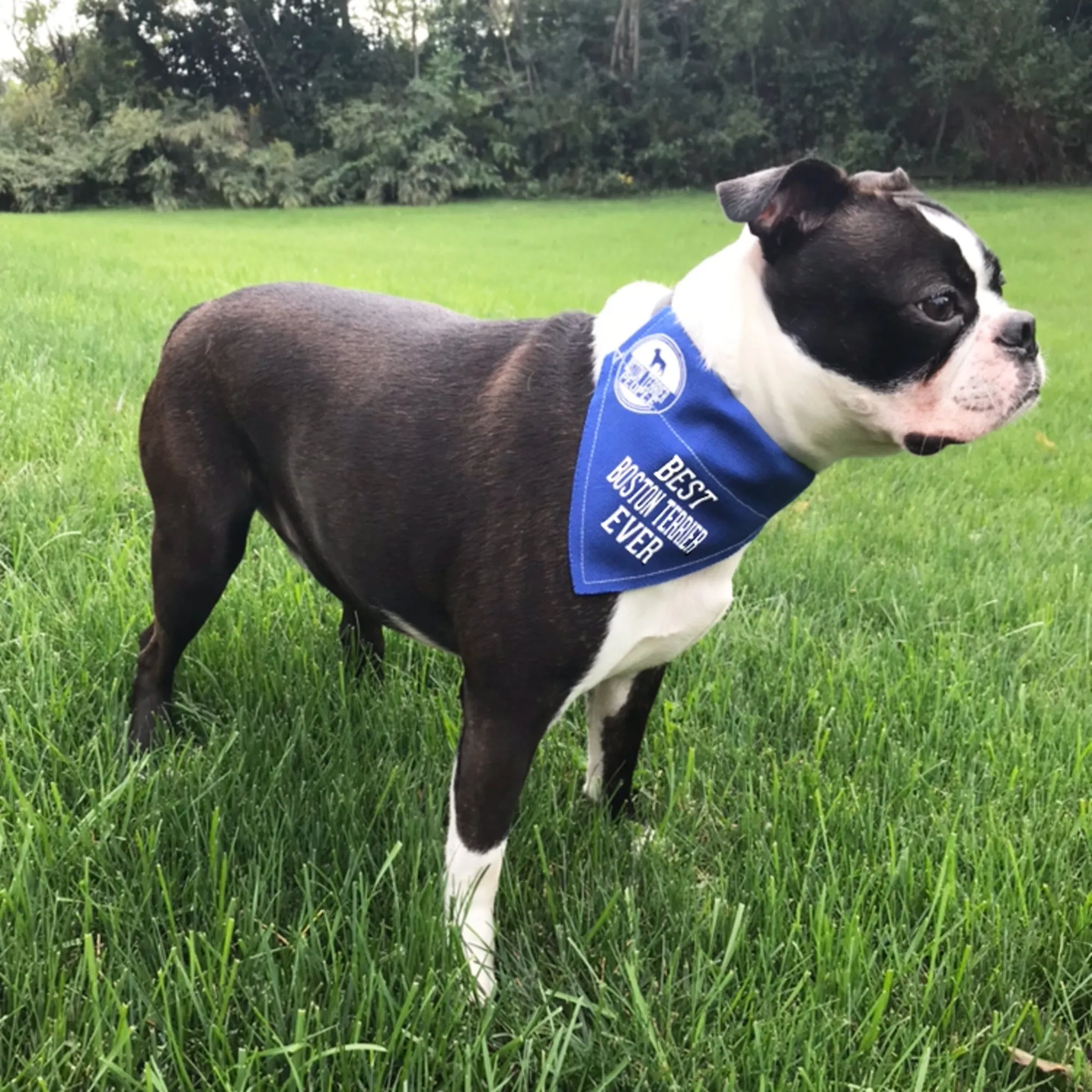 Best Boston Terrier 7" x 5" Canvas Slip on Pet Bandana