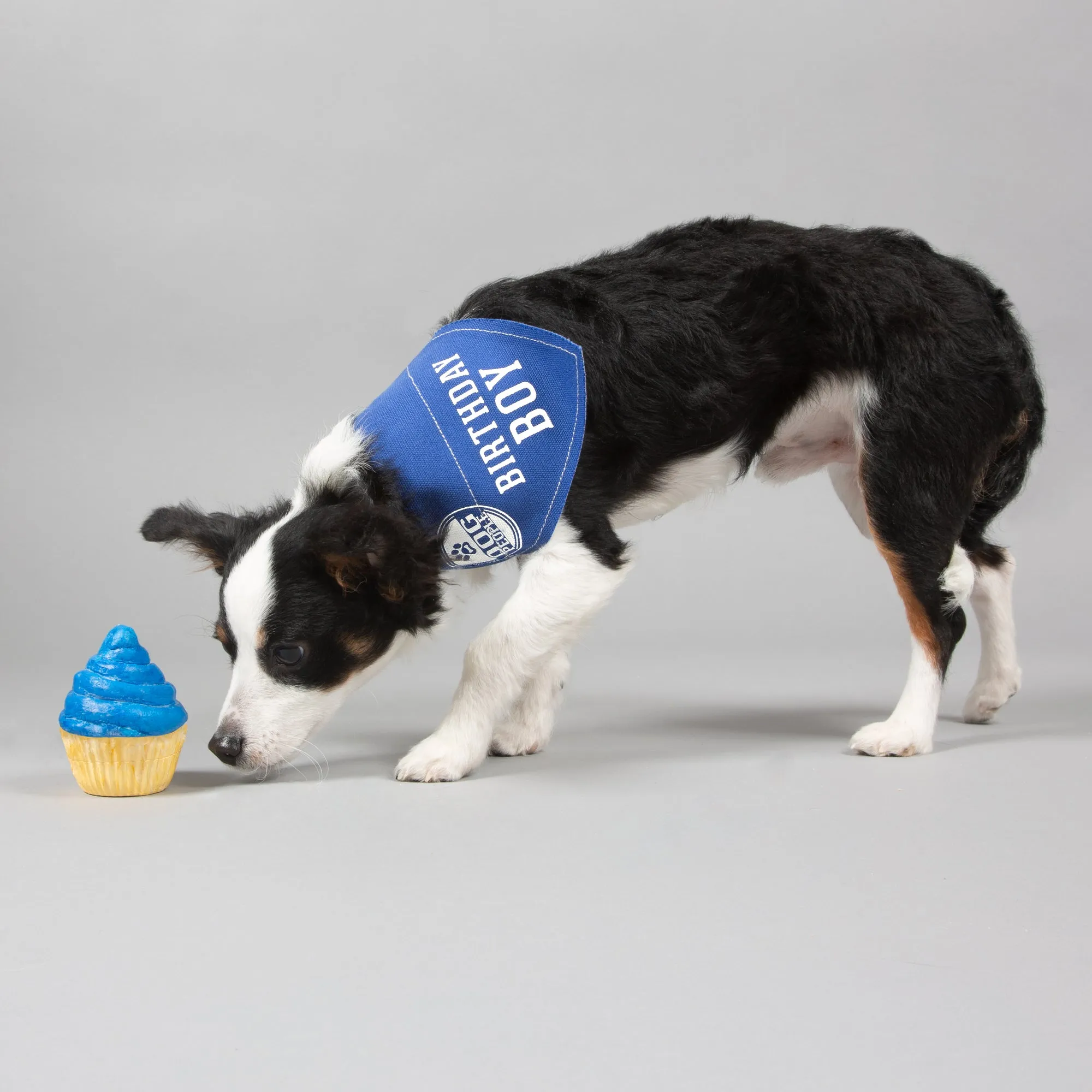 Birthday Boy 7" x 5" Canvas Slip on Pet Bandana