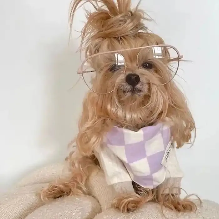 Checkers Pet Bandana