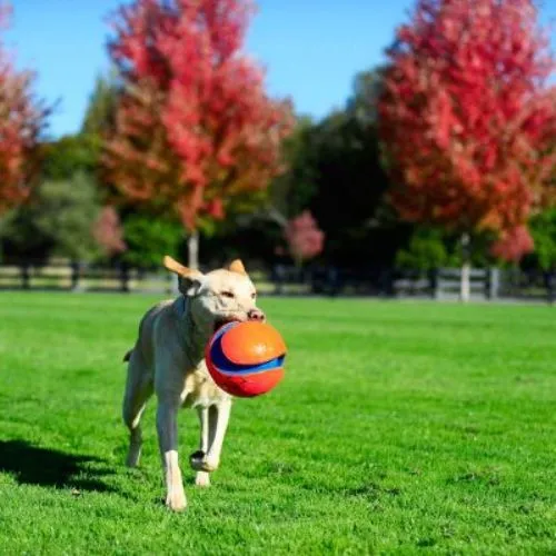 Chuckit! Large Kick Fetch Dog Toy