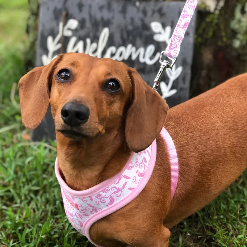 DOGUE Damask Dog Harness