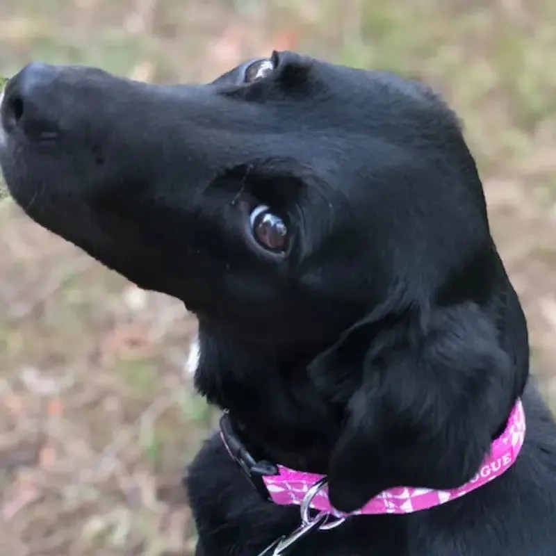 DOGUE Geometric Dog Collar