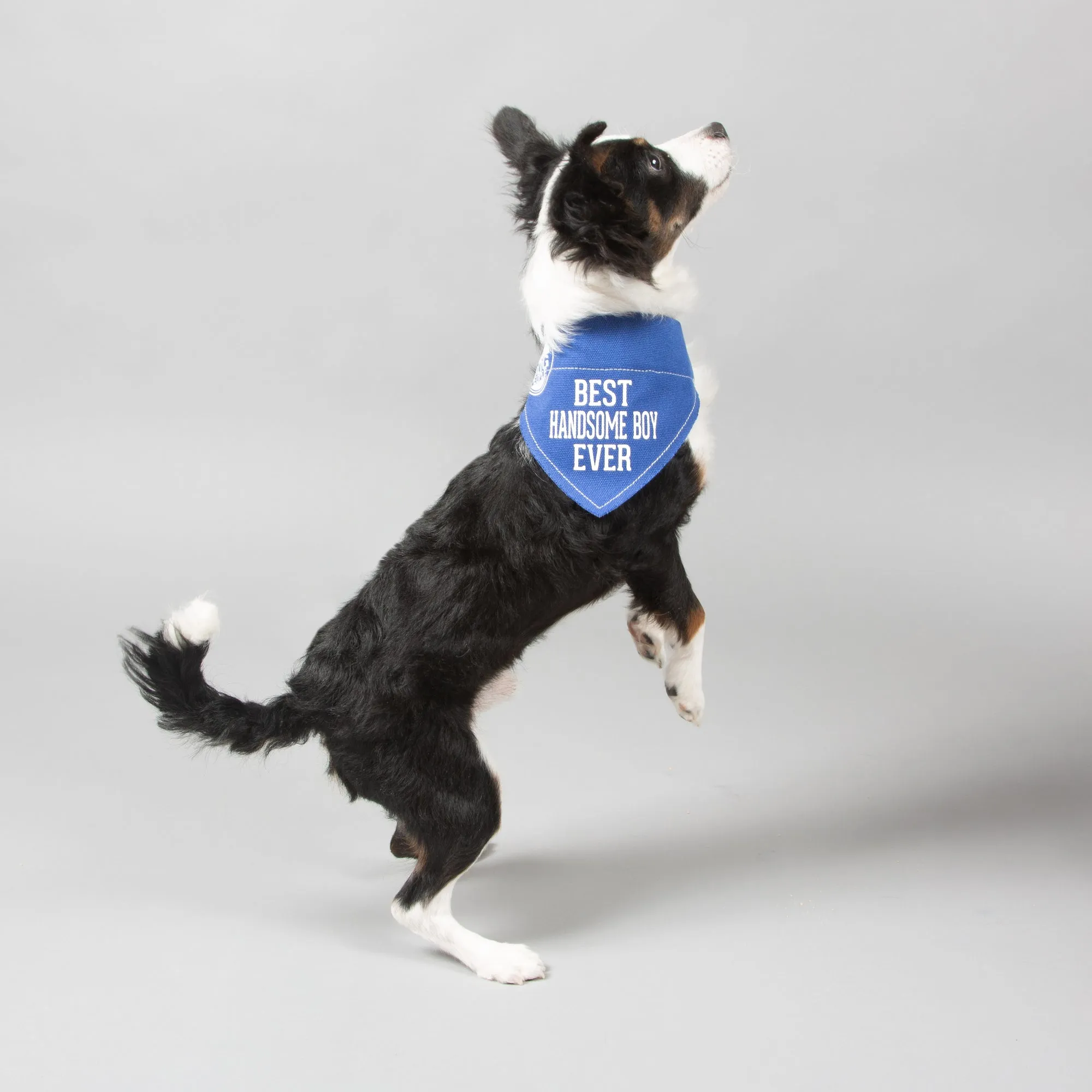 Handsome Boy 7" x 5" Canvas Slip on Pet Bandana