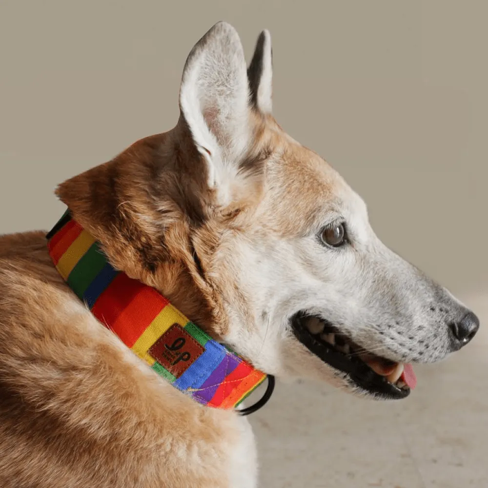 Lana Paws Rainbow Pride Collar for Dogs
