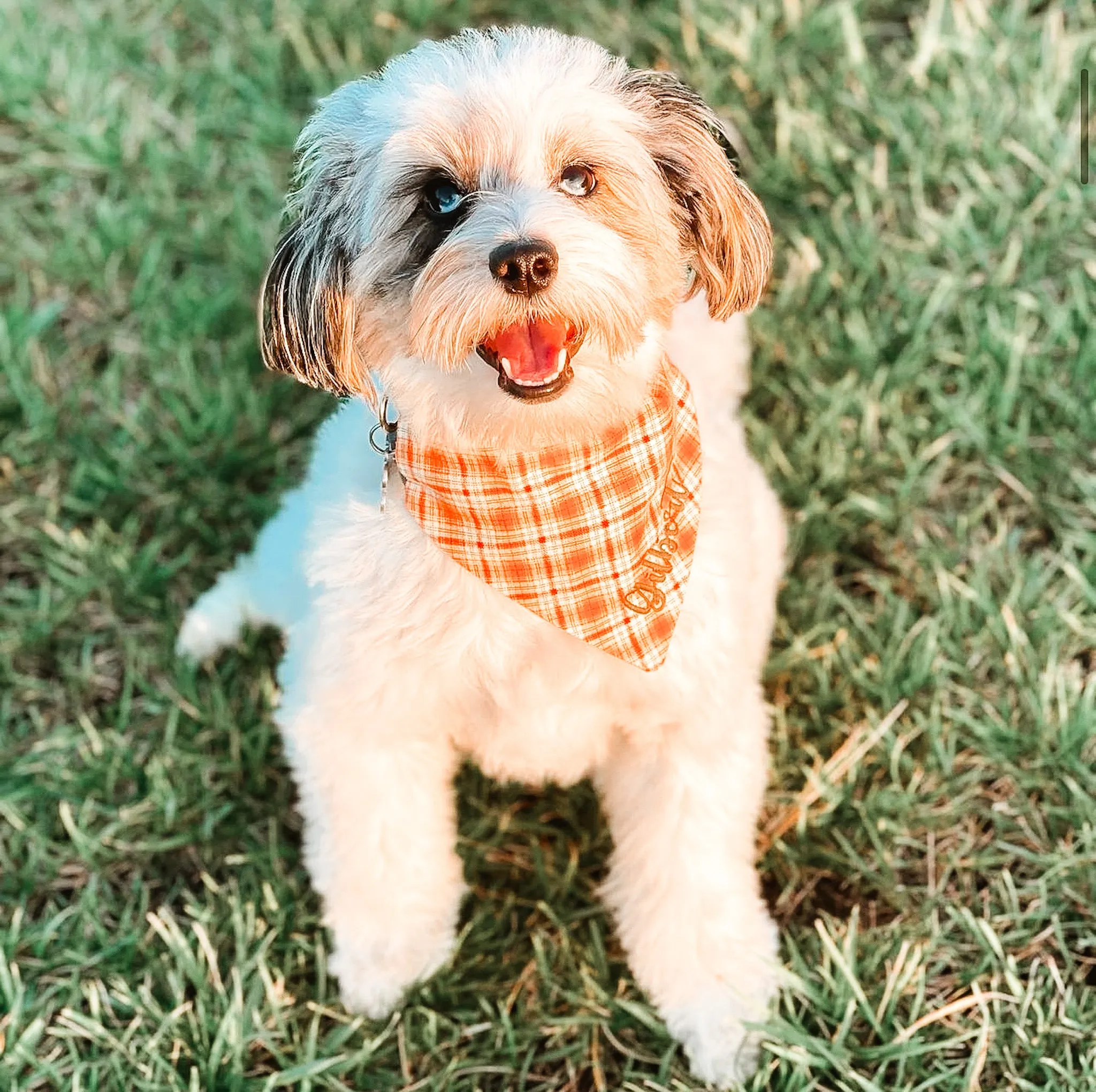 Let's Get Floral Dog Bandana