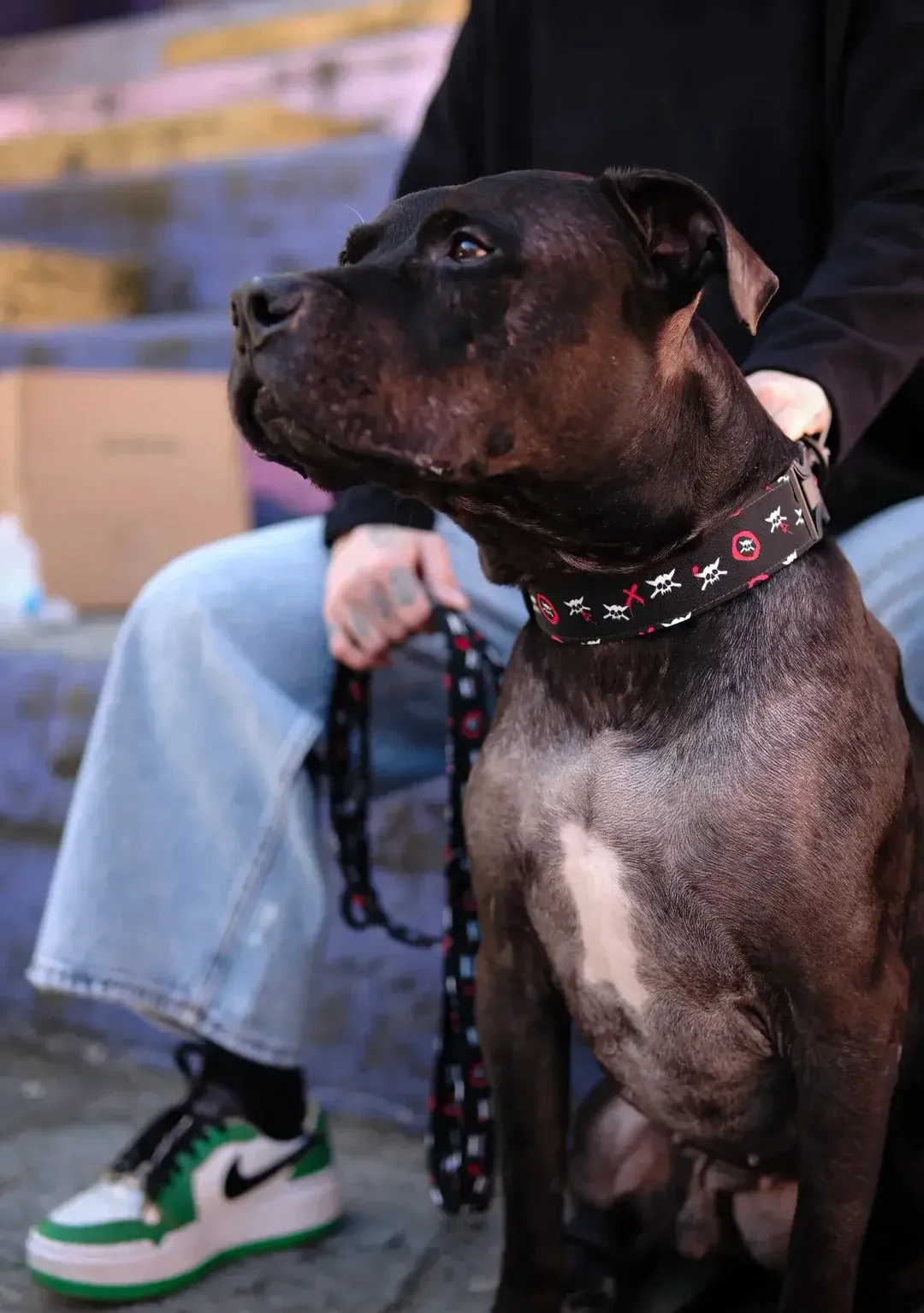 OneTwoSix x  WILD BARKS Dog Collar