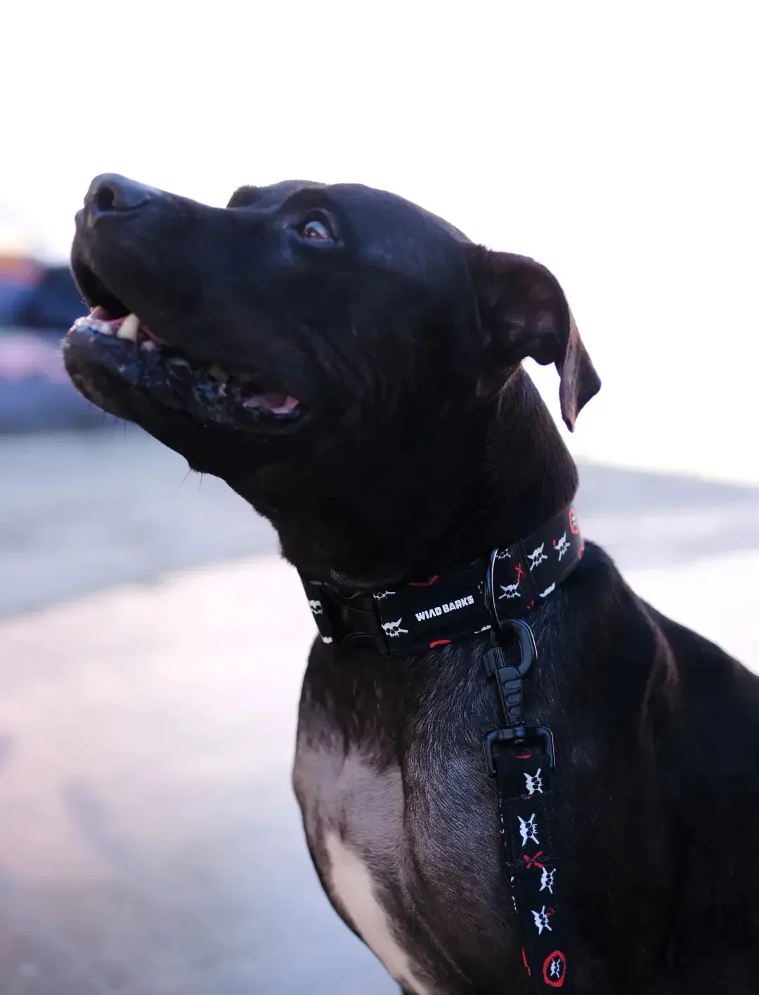 OneTwoSix x  WILD BARKS Dog Collar