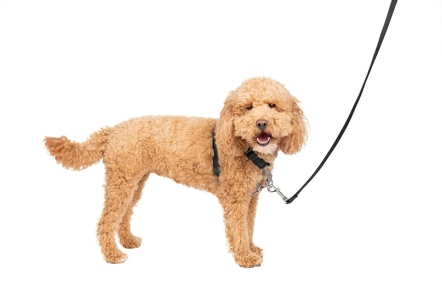 PetSafe 3in1 NoPull Dog Harness For Small Dogs Small Black