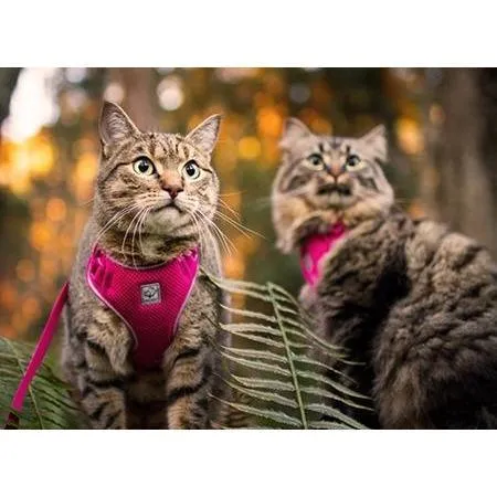 RC Kitty Adventure Harness Black