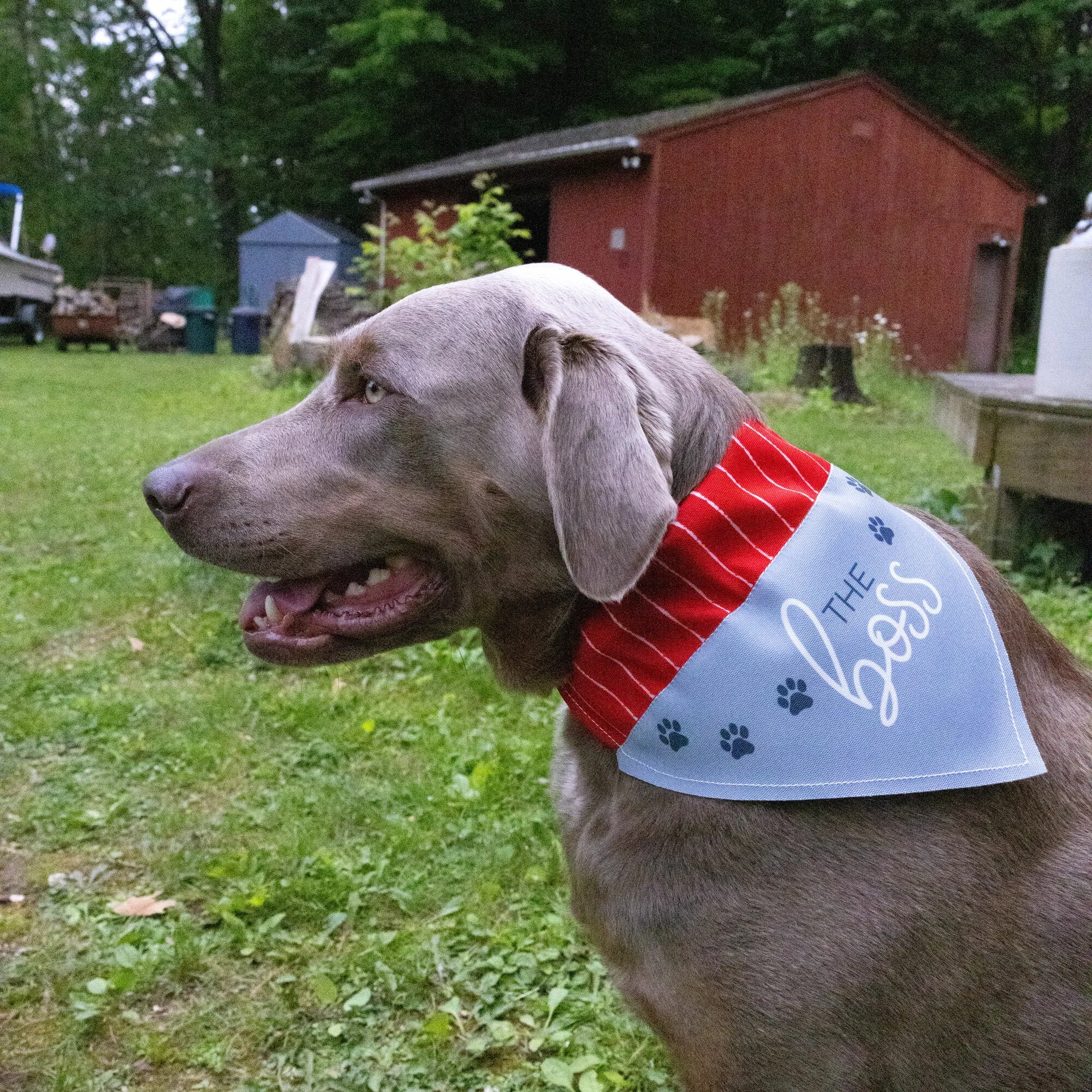 The Boss 7" x 5" Canvas Slip on Pet Bandana