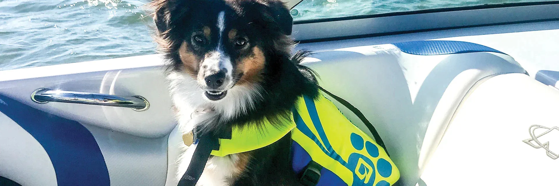True Land Shark Pet Vest
